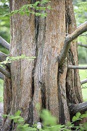 侦探游戏《赫尔克里·波洛：伦敦案件》8月29日发售 支持简中